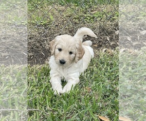 Goldendoodle Dog for Adoption in FREEPORT, Texas USA