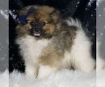 Small #1 Pomeranian