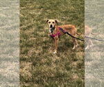 Small #2 Golden Retriever-Retriever  Mix