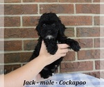 Small #1 Cockapoo (Miniature)