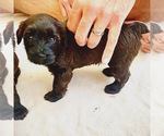 Puppy 3 Poodle (Toy)-Soft Coated Wheaten Terrier Mix