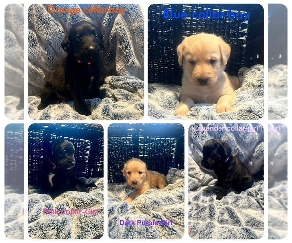 Medium Photo #1 Labradoodle Puppy For Sale in KIRKSVILLE, MO, USA