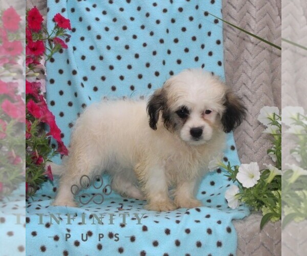 Medium Photo #2 Zuchon Puppy For Sale in RISING SUN, MD, USA