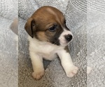 Puppy 1 Cojack