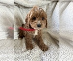 Small Photo #5 Cockapoo Puppy For Sale in BOWLING GREEN, KY, USA