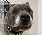 PONCHO - Male Mutt Dog for Adoption - Small photo