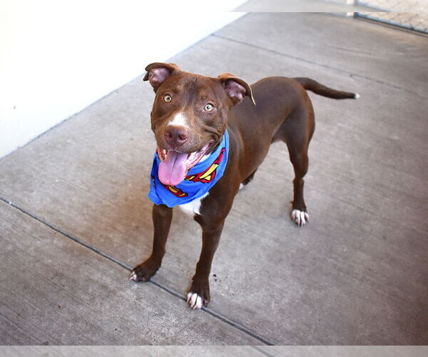 Medium Photo #1 American Pit Bull Terrier-Unknown Mix Puppy For Sale in McKinney, TX, USA