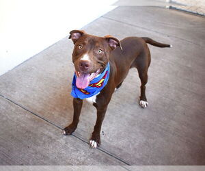 Medium American Pit Bull Terrier Mix
