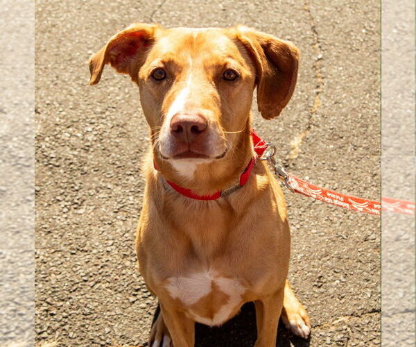 Medium Photo #8 Labrador Retriever-Unknown Mix Puppy For Sale in Canton, CT, USA