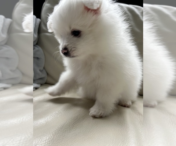 Medium Photo #21 Pomeranian Puppy For Sale in DES MOINES, WA, USA