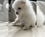 Small #20 Pomeranian