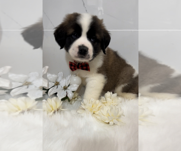 Medium Photo #3 Saint Bernard Puppy For Sale in WHITESBORO, NY, USA
