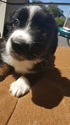 Puppy 3 Miniature Australian Shepherd