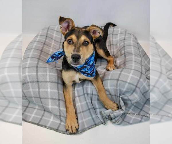 Medium Photo #5 Mutt Puppy For Sale in Kennesaw, GA, USA