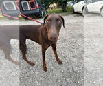Small #3 Doberman Pinscher