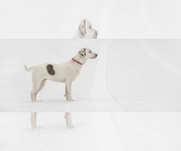 Medium Photo #3 Labrador Retriever-Unknown Mix Puppy For Sale in Plymouth, MN, USA