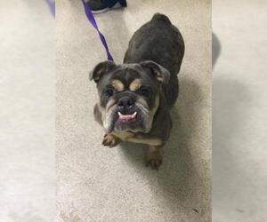 Bulldog Dogs for adoption in Riverside, CA, USA