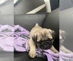 Small Photo #7 Pug Puppy For Sale in LITTLE FALLS, NJ, USA