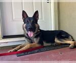 Small #2 German Shepherd Dog