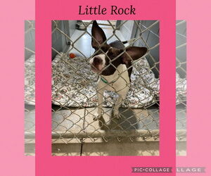 American Pit Bull Terrier-Beagle Mix Dogs for adoption in Kewanee, IL, USA