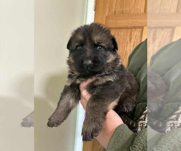 Medium Photo #1 German Shepherd Dog Puppy For Sale in NEWVILLE, PA, USA