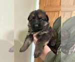 Small German Shepherd Dog