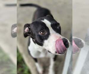 Grace - Confident and Quirky Girl - Female American Pit Bull Terrier Dog for Adoption - Photo #5