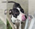 Small Photo #5 American Pit Bull Terrier Puppy For Sale in Oakhurst, NJ, USA