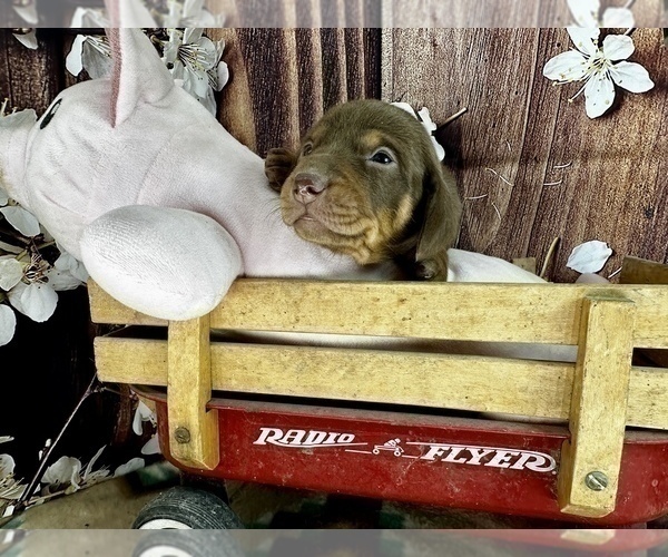 Medium Photo #11 Dachshund Puppy For Sale in CASSVILLE, MO, USA