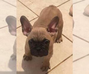 French Bulldog Puppy for sale in CHANDLER, AZ, USA