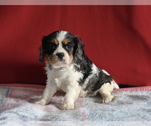 Dachshund Puppy for sale in MILLERSBURG, OH, USA