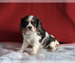 Small Photo #1 Cavalier King Charles Spaniel Puppy For Sale in MILLERSBURG, OH, USA