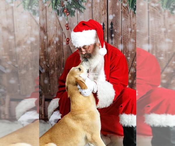 Medium Photo #1 Black Mouth Cur-Whippet Mix Puppy For Sale in Rockwall, TX, USA