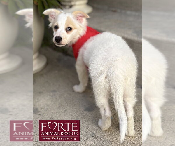 Medium Photo #10 American Eskimo Dog-Colonial Cocker Spaniel Mix Puppy For Sale in Marina del Rey, CA, USA