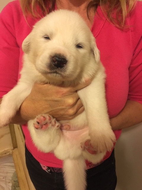 Medium Photo #4 Great Pyrenees Puppy For Sale in RED HOUSE, WV, USA