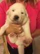 Small Photo #4 Great Pyrenees Puppy For Sale in RED HOUSE, WV, USA