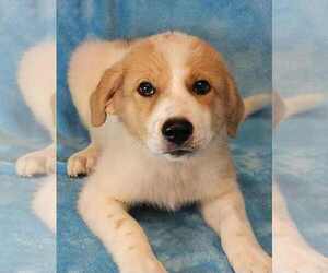 Great Pyrenees-Unknown Mix Dogs for adoption in New York, NY, USA