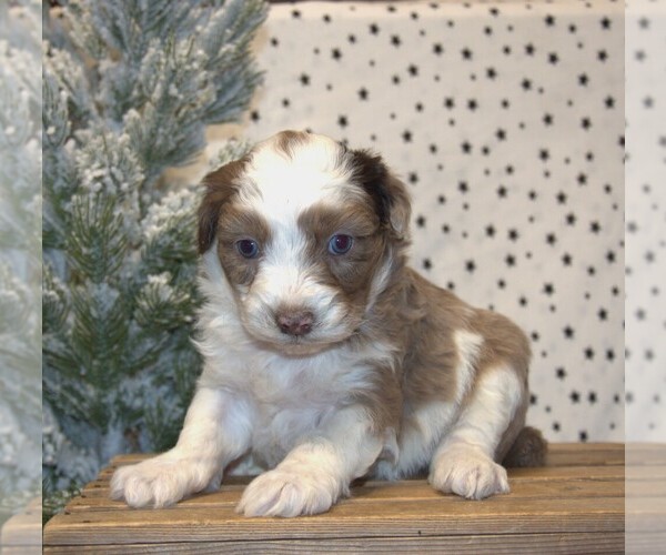 Medium Photo #1 Aussiedoodle Miniature  Puppy For Sale in NEWBERRY, IN, USA