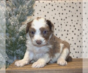 Medium Aussiedoodle Miniature 