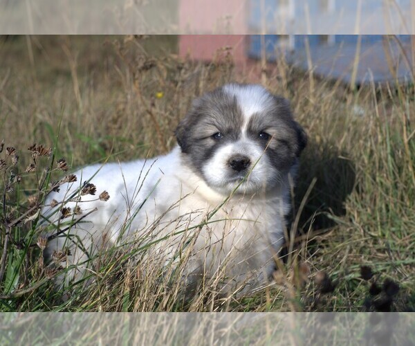 Medium Photo #6 Great Pyrenees Puppy For Sale in PINEVILLE, KY, USA