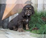 Small Photo #2 Cocker Spaniel Puppy For Sale in FREDERICKSBG, OH, USA