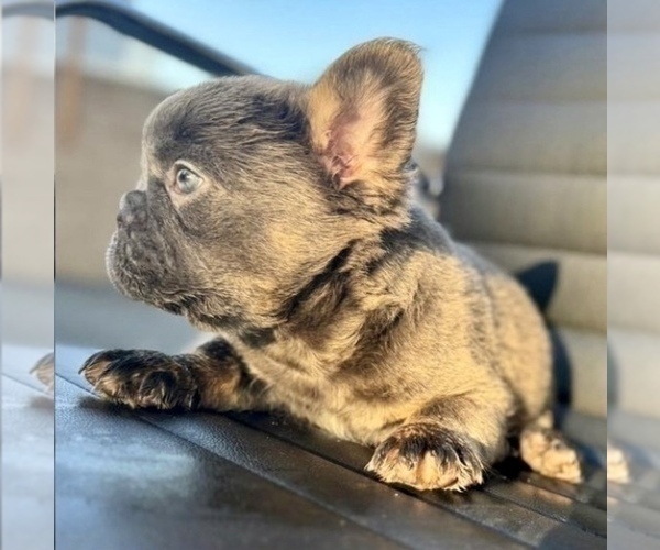 Medium Photo #8 French Bulldog Puppy For Sale in DALLAS, TX, USA