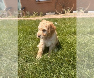 Bernedoodle-Labradoodle Mix Puppy for Sale in LONGMONT, Colorado USA