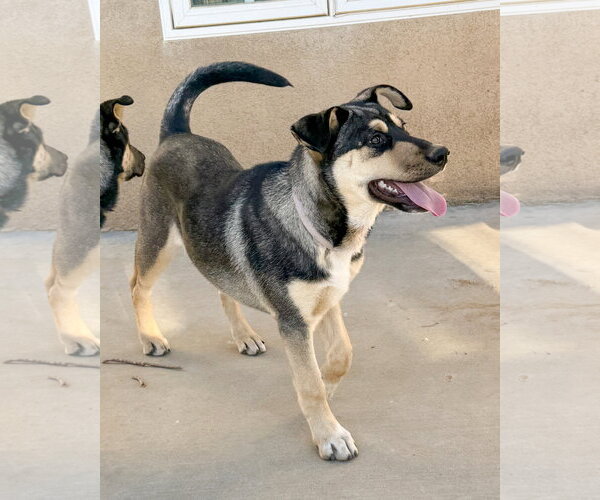 Medium Photo #3 Gerberian Shepsky Puppy For Sale in Corona, CA, USA