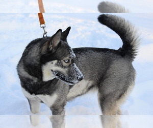 Siberian Husky Dogs for adoption in NEOSHO, MO, USA