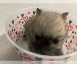 Small Photo #5 Pomeranian Puppy For Sale in BUSH, LA, USA
