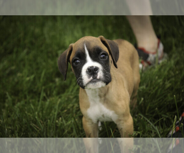 Medium Photo #9 Boxer Puppy For Sale in SHIPSHEWANA, IN, USA