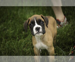 Small #8 Boxer