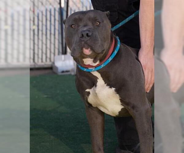 Medium Photo #2 American Pit Bull Terrier Puppy For Sale in Redlands, CA, USA