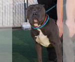 Small #1 American Pit Bull Terrier